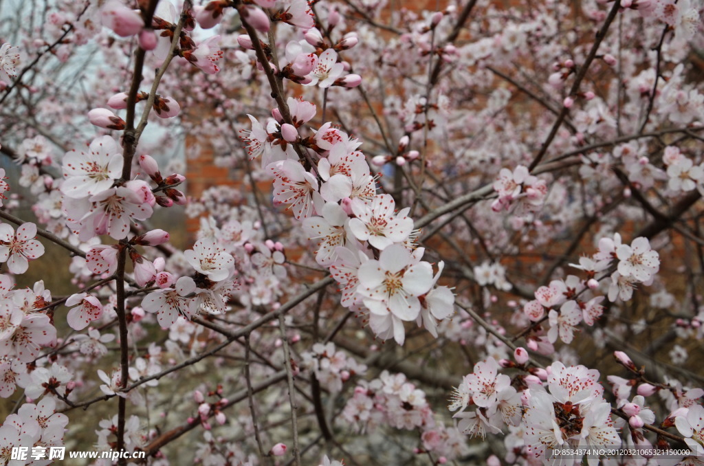 盛开桃花