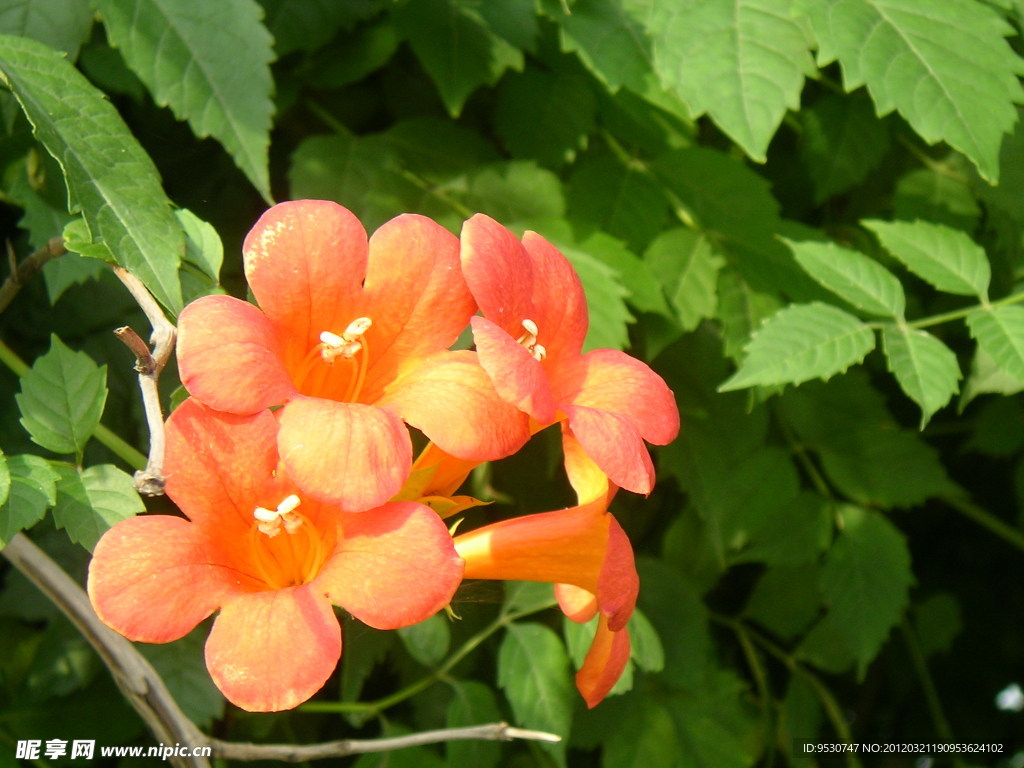 四朵小花