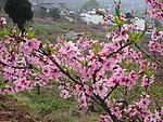 桃花风景