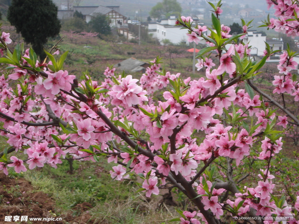 桃花风景