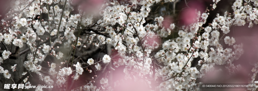 梅花
