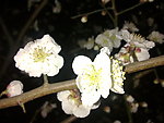 梅花吐蕊