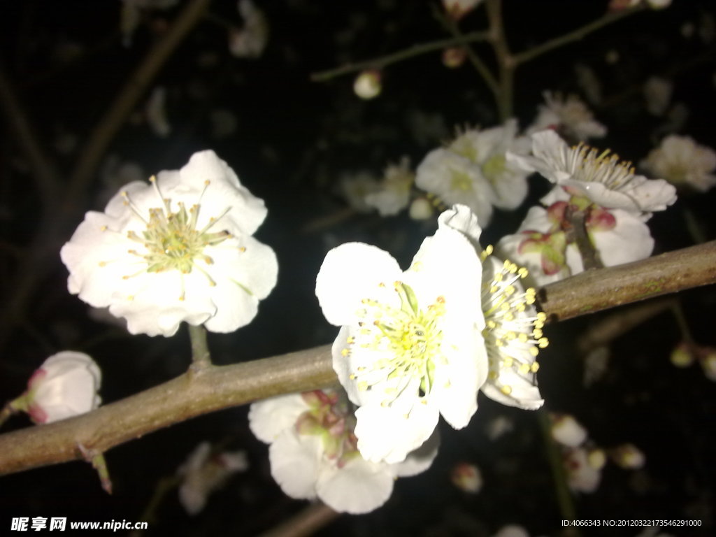梅花吐蕊