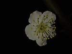 梅花吐蕊