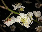 梅花吐蕊