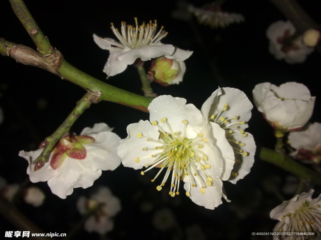 梅花吐蕊