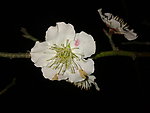 梅花吐蕊