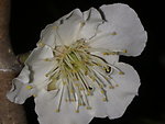 梅花吐蕊