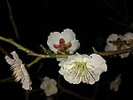 梅花吐蕊