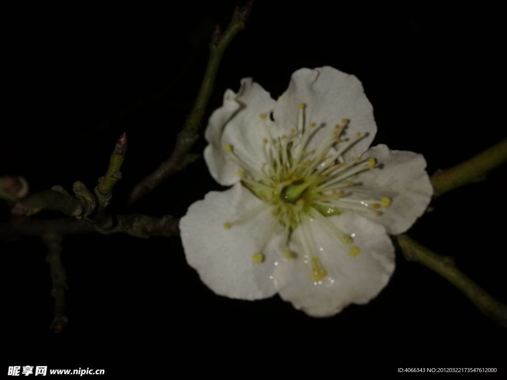 梅花吐蕊