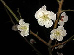 梅花吐蕊