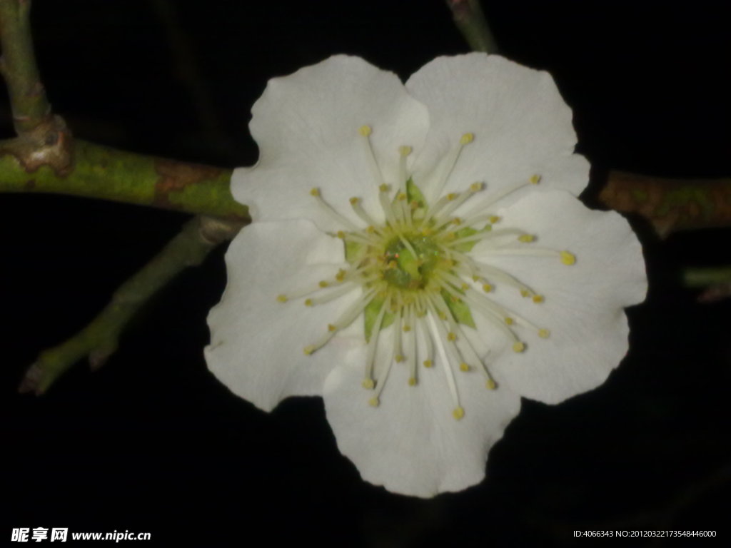 梅花吐蕊