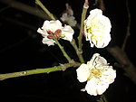 梅花吐蕊