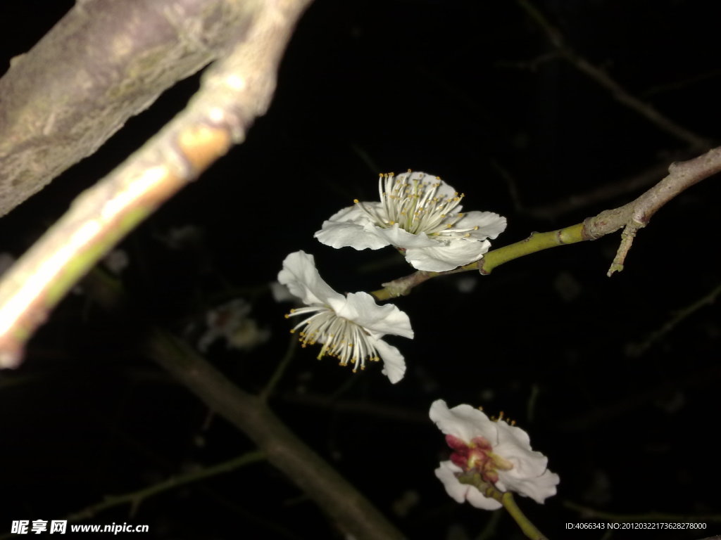 梅花吐蕊