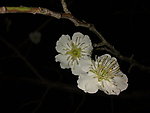 梅花吐蕊