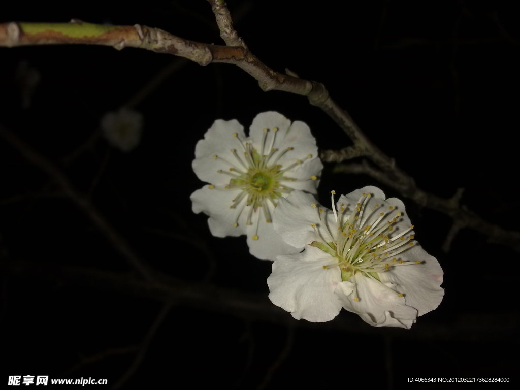 梅花吐蕊