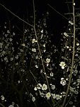 梅花吐蕊