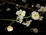 梅花吐蕊