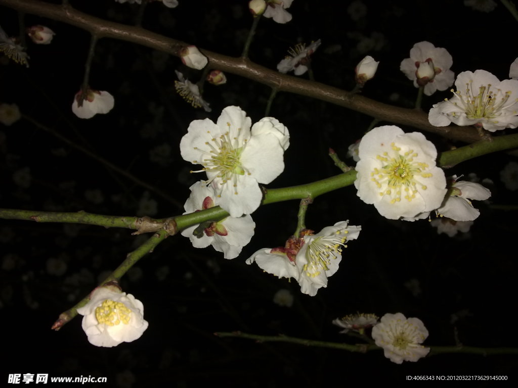 梅花吐蕊