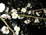 梅花吐蕊