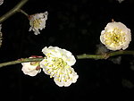 梅花吐蕊