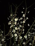 梅花吐蕊