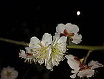 梅花吐蕊