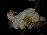 梅花吐蕊