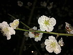 梅花吐蕊
