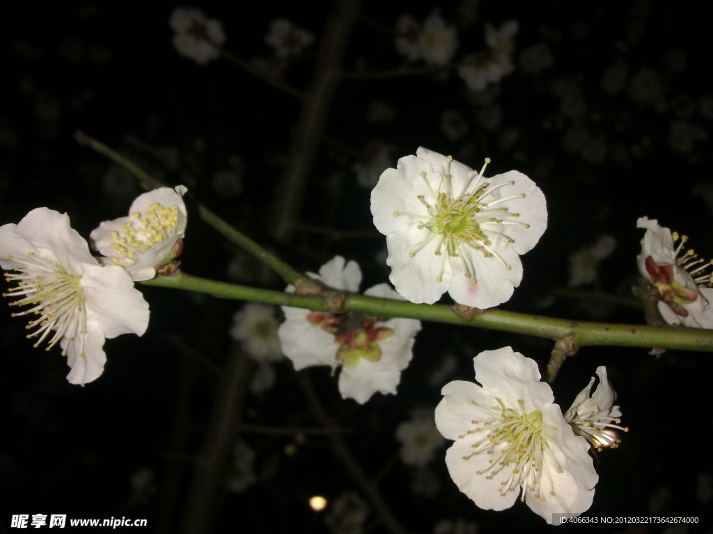 梅花吐蕊