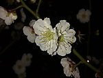 梅花吐蕊