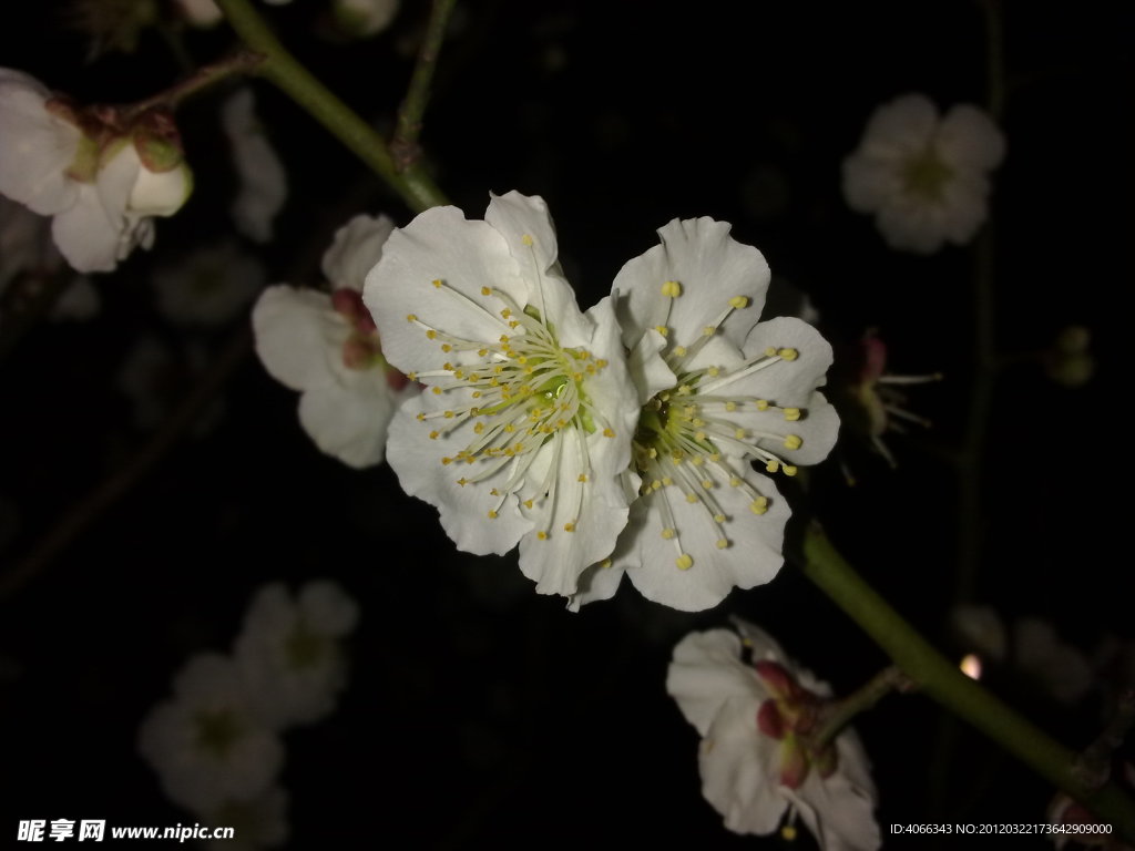 梅花吐蕊