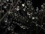 梅花吐蕊
