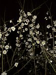 梅花吐蕊