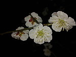 梅花吐蕊