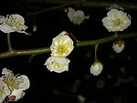 梅花吐蕊