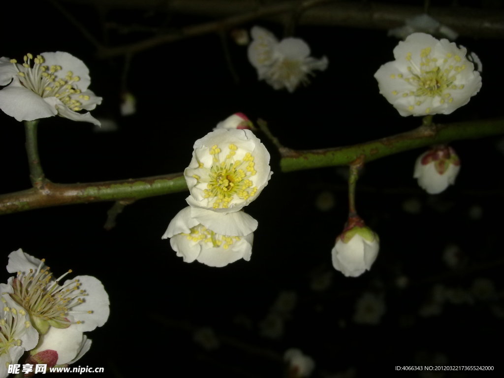 梅花吐蕊