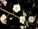 梅花吐蕊