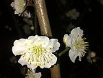 梅花吐蕊