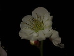 梅花吐蕊