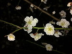 梅花吐蕊