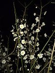 梅花吐蕊