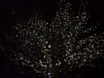 梅花吐蕊