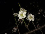 梅花吐蕊