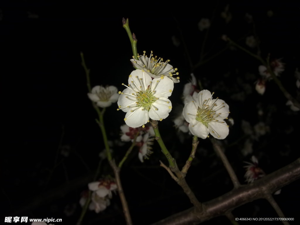 梅花吐蕊