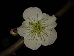 梅花吐蕊