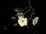 梅花吐蕊