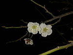 梅花吐蕊
