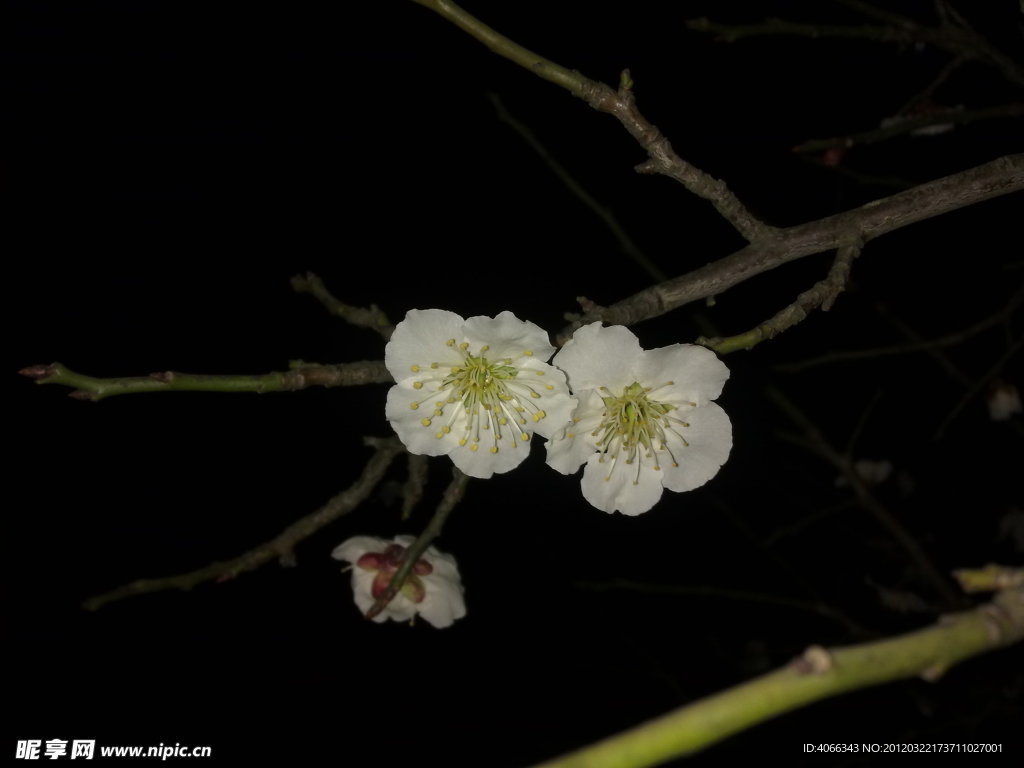 梅花吐蕊