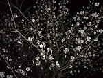 梅花吐蕊